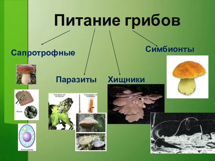 Питание грибов Сапротрофные Симбионты Паразиты Хищники