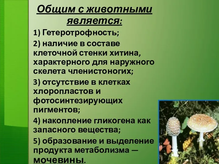 Общим с животными является: 1) Гетеротрофность; 2) наличие в составе клеточной