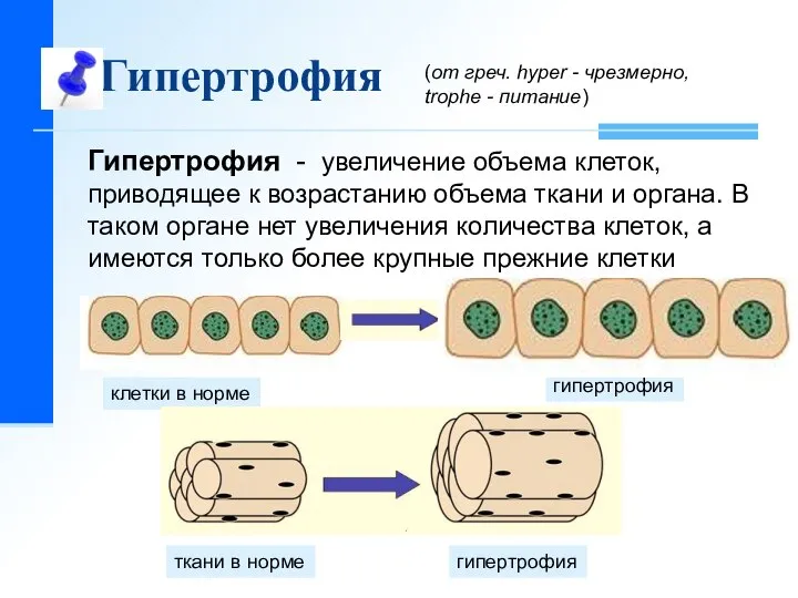 Гипертрофия клетки в норме гипертрофия гипертрофия ткани в норме Гипертрофия -