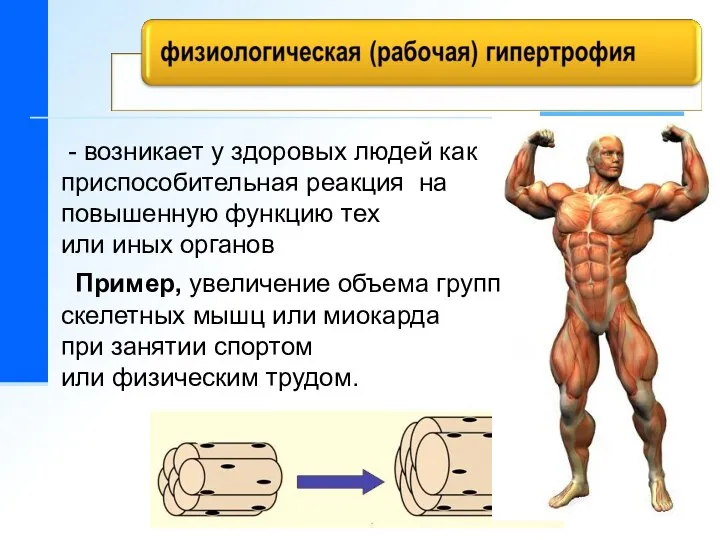 - возникает у здоровых людей как приспособительная реакция на повышенную функцию