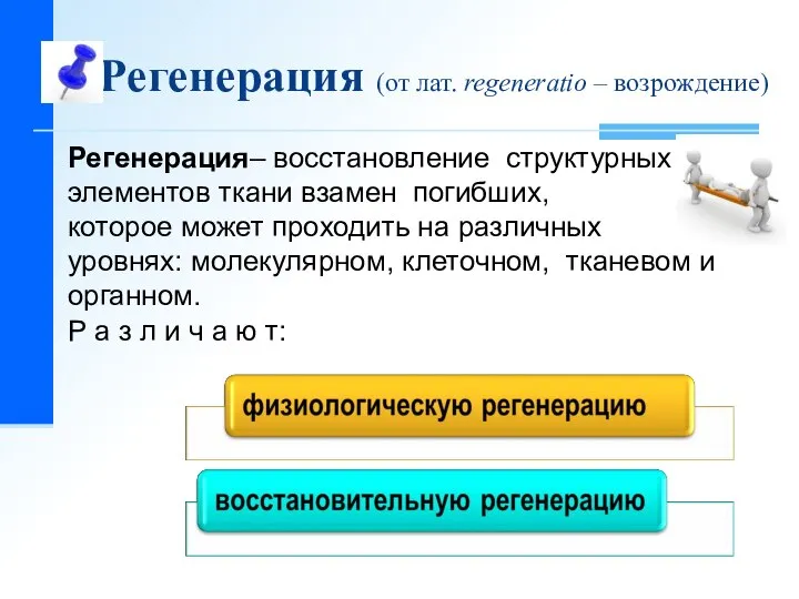 Регенерация (от лат. regeneratio – возрождение) Регенерация– восстановление структурных элементов ткани