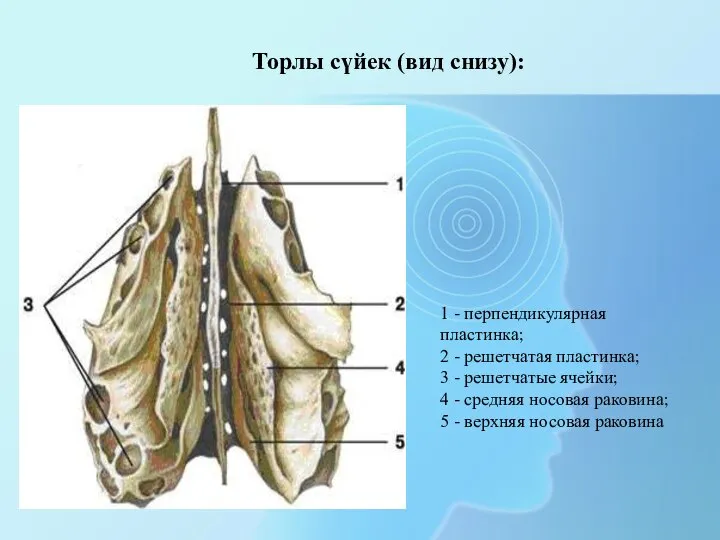 1 - перпендикулярная пластинка; 2 - решетчатая пластинка; 3 - решетчатые