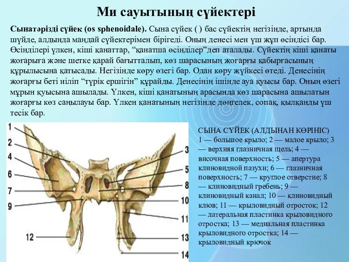 СЫНА СҮЙЕК (АЛДЫНАН КӨРІНІС) 1 — большое крыло; 2 — малое