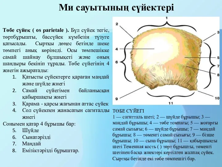 Төбе сүйек ( os parietale ). Бүл сүйек тегіс, төртбұрышты, бассүйек