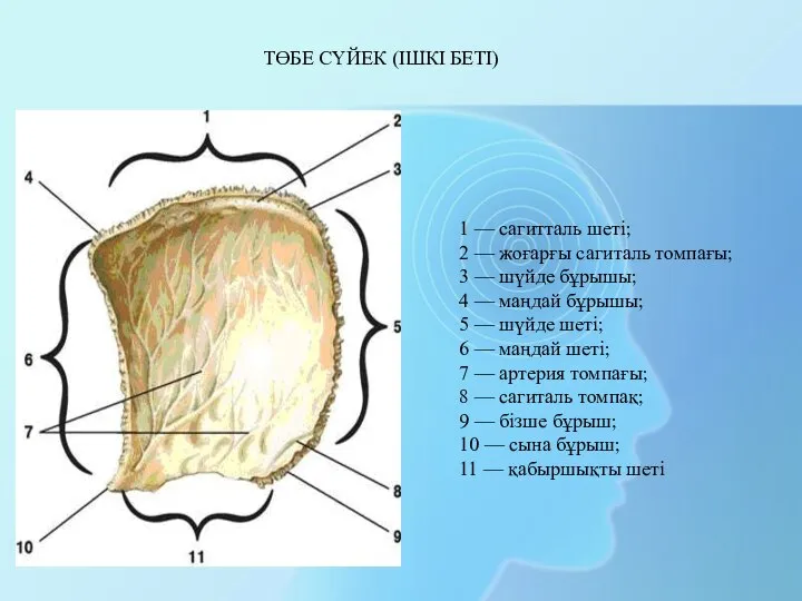 1 — сагитталь шеті; 2 — жоғарғы сагиталь томпағы; 3 —