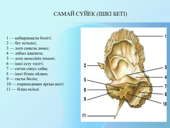 1 — қабыршықты бөлігі; 2 — бет өсіндісі; 3 — доға