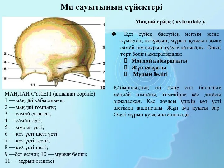 Ми сауытының сүйектері Маңдай сүйек ( os frontale ). Бұл сүйек