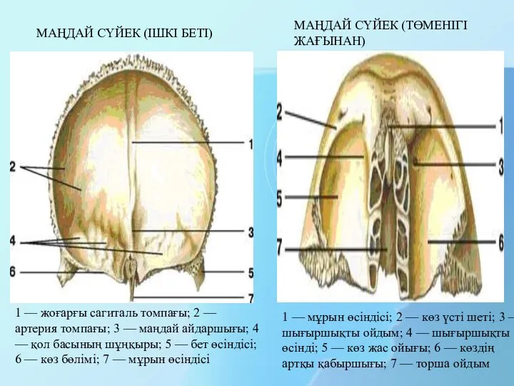 1 — жоғарғы сагиталь томпағы; 2 — артерия томпағы; 3 —