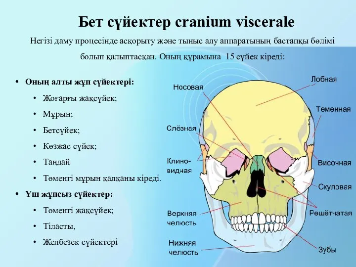 Бет сүйектер cranium viscerale Оның алты жұп сүйектері: Жоғарғы жақсүйек; Мұрын;