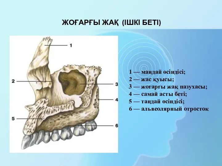 1 — маңдай өсіндісі; 2 — жас қуысы; 3 — жоғарғы