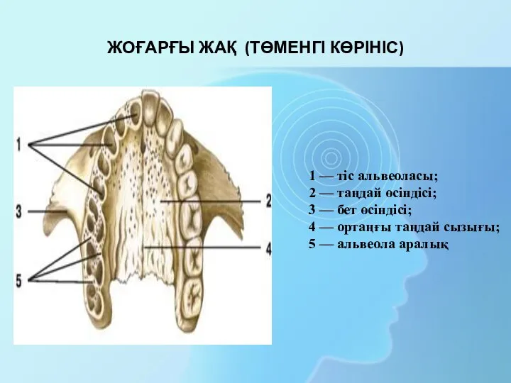 1 — тіс альвеоласы; 2 — таңдай өсіндісі; 3 — бет