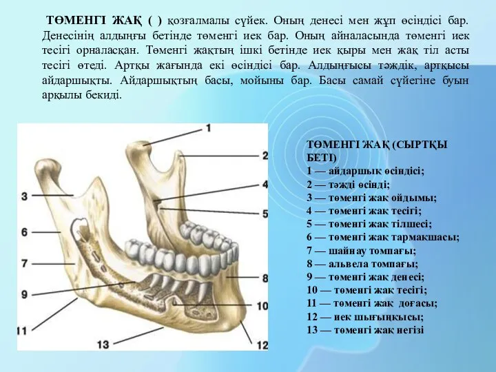 ТӨМЕНГІ ЖАҚ (СЫРТҚЫ БЕТІ) 1 — айдаршық өсіндісі; 2 — тәжді