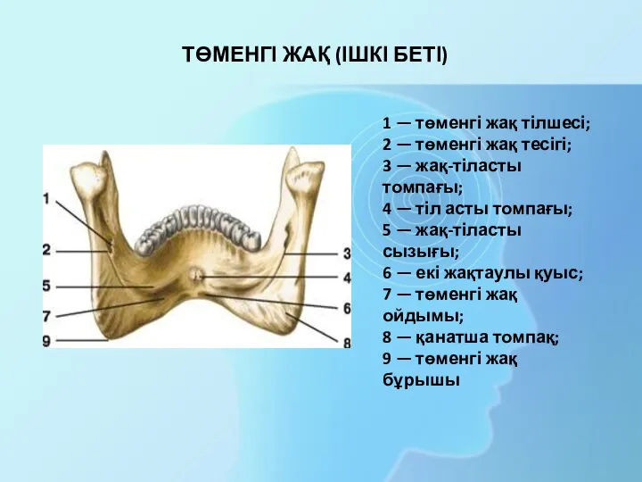 1 — төменгі жақ тілшесі; 2 — төменгі жақ тесігі; 3