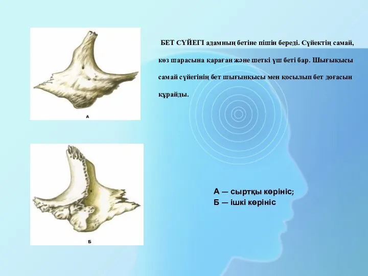 А — сыртқы көрініс; Б — ішкі көрініс БЕТ СҮЙЕГІ адамның