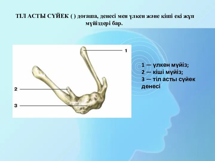 1 — үлкен мүйіз; 2 — кіші мүйіз; 3 — тіл