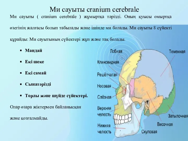 Ми сауыты cranium cerebrale Ми сауыты ( cranium cerebrale ) жұмыртқа