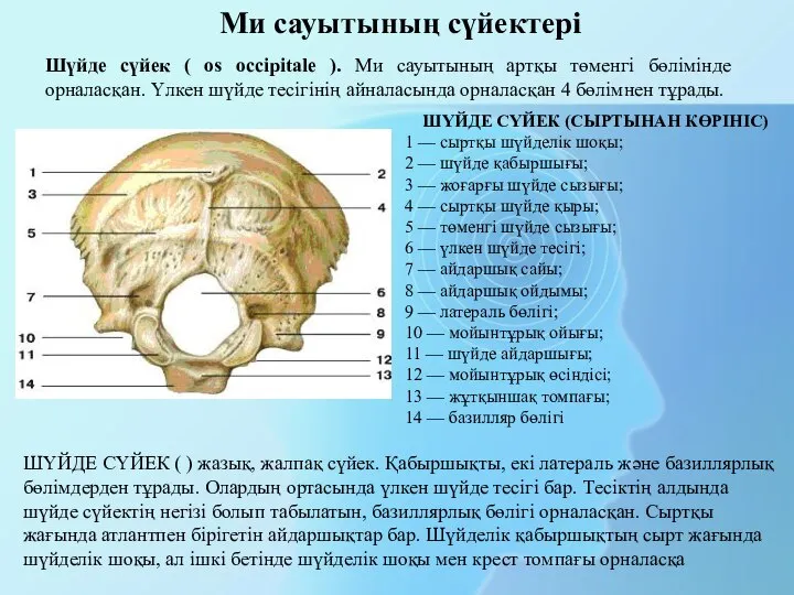 Ми сауытының сүйектері Шүйде сүйек ( os occipitale ). Ми сауытының