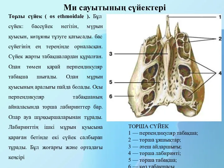 Торлы сүйек ( os ethmoidale ). Бұл сүйек: бассүйек негізін, мүрын