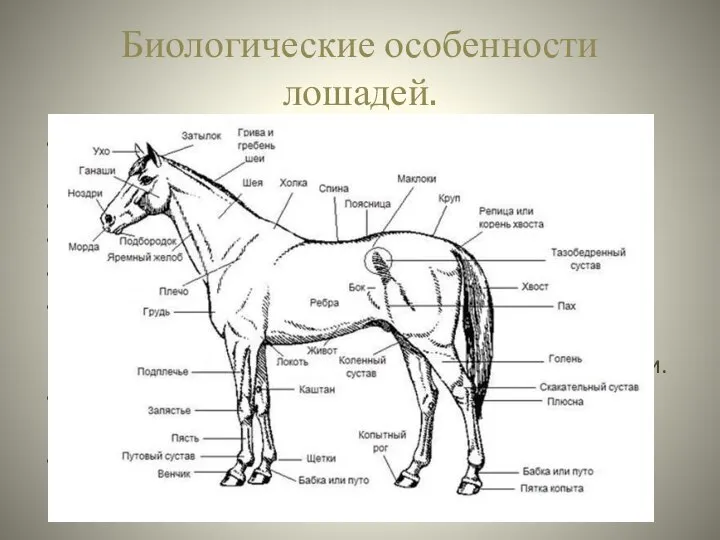 Биологические особенности лошадей. Позвоночник лошади неподвижен (кроме шеи и хвоста). Могучая