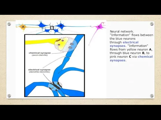Neural network. "Information" flows between the blue neurons through electrical synapses.