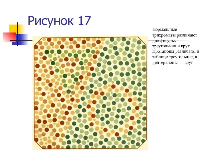 Рисунок 17 Нормальные трихроматы различают две фигуры: треугольник и круг. Протанопы