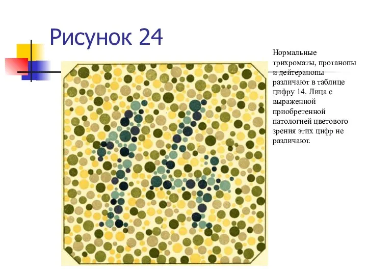 Рисунок 24 Нормальные трихроматы, протанопы и дейтеранопы различают в таблице цифру