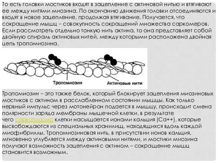 То есть головки мостиков входят в зацепление с актиновой нитью и