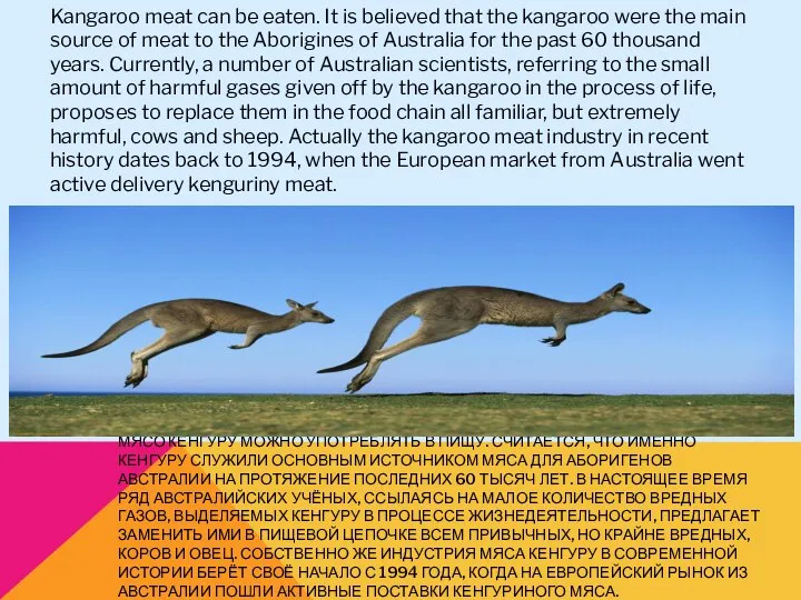 МЯСО КЕНГУРУ МОЖНО УПОТРЕБЛЯТЬ В ПИЩУ. СЧИТАЕТСЯ, ЧТО ИМЕННО КЕНГУРУ СЛУЖИЛИ