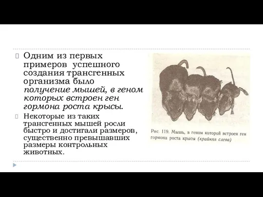 Одним из первых примеров успешного создания трансгенных организма было получение мышей,