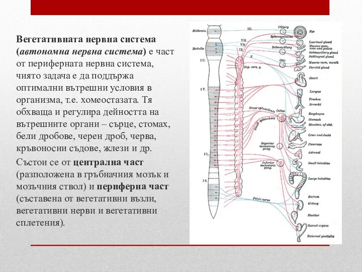 Вегетативната нервна система (автономна нервна система) е част от периферната нервна