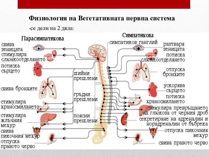 Физиология на Вегетативната нервна система -се дели на 2 дяла:
