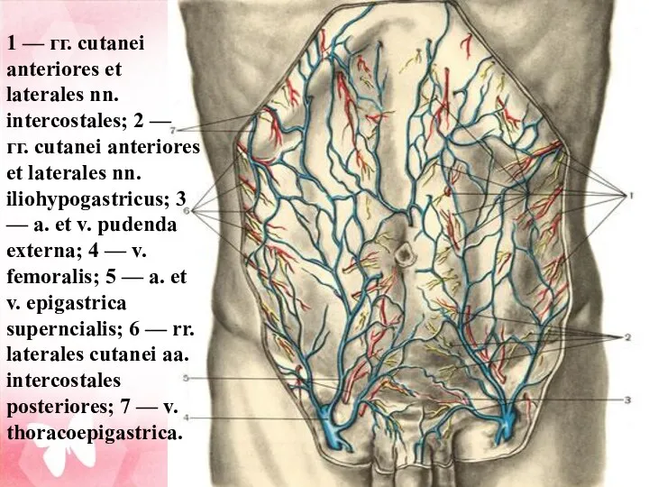 1 — гг. cutanei anteriores et laterales nn. intercostales; 2 —