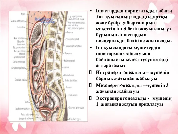 Ішастардың париетальды табағы ,іш қуысының алдыңғы,артқы және бүйір қабырғаларын көкеттің ішкі