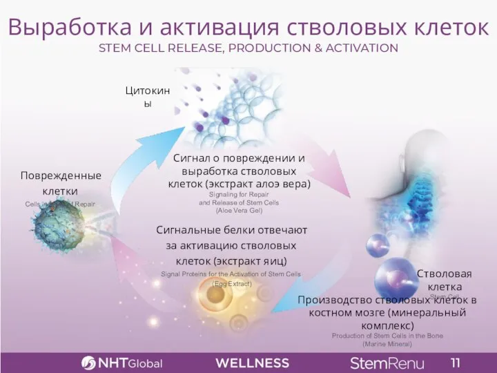 Выработка и активация стволовых клеток STEM CELL RELEASE, PRODUCTION & ACTIVATION