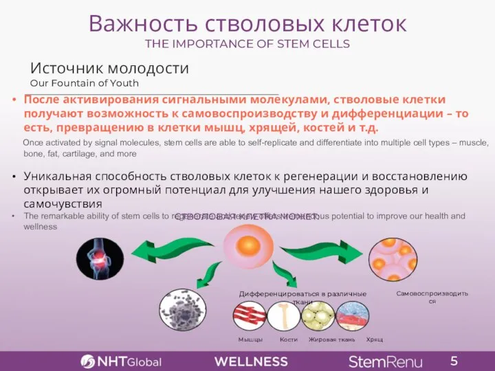 5 Важность стволовых клеток THE IMPORTANCE OF STEM CELLS Источник молодости