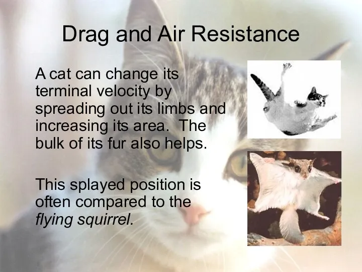 Drag and Air Resistance A cat can change its terminal velocity
