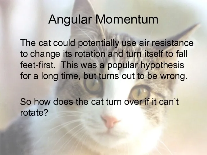 Angular Momentum The cat could potentially use air resistance to change