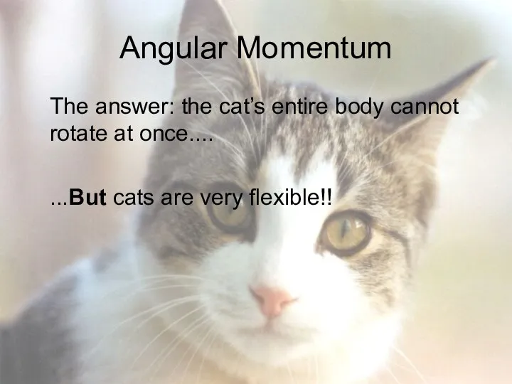 Angular Momentum The answer: the cat’s entire body cannot rotate at