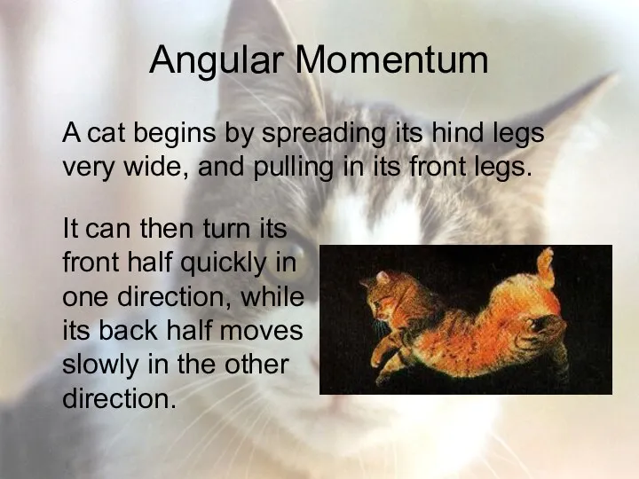 Angular Momentum A cat begins by spreading its hind legs very