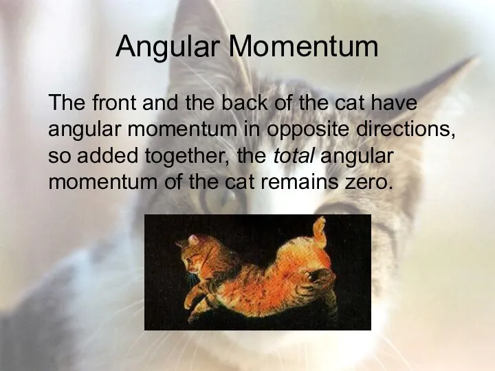 Angular Momentum The front and the back of the cat have