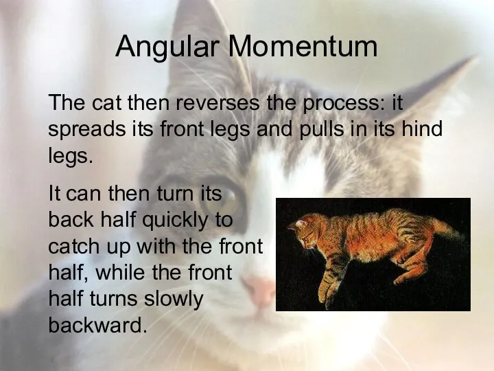 Angular Momentum The cat then reverses the process: it spreads its