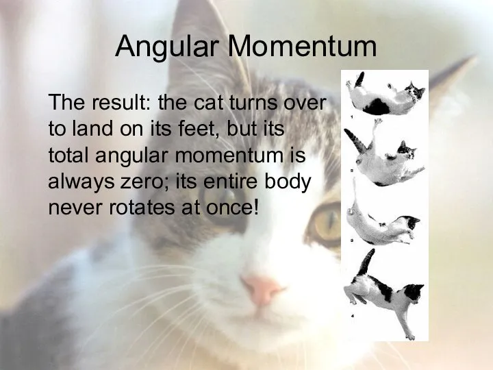 Angular Momentum The result: the cat turns over to land on