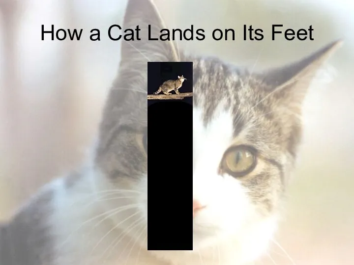 How a Cat Lands on Its Feet