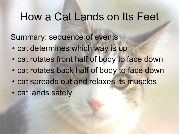 How a Cat Lands on Its Feet Summary: sequence of events