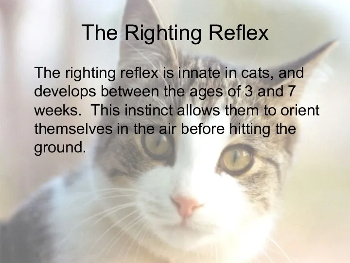 The Righting Reflex The righting reflex is innate in cats, and