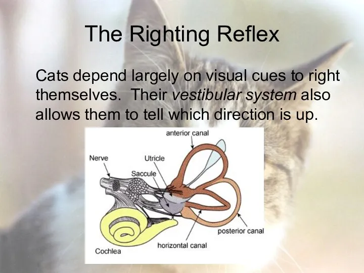 The Righting Reflex Cats depend largely on visual cues to right