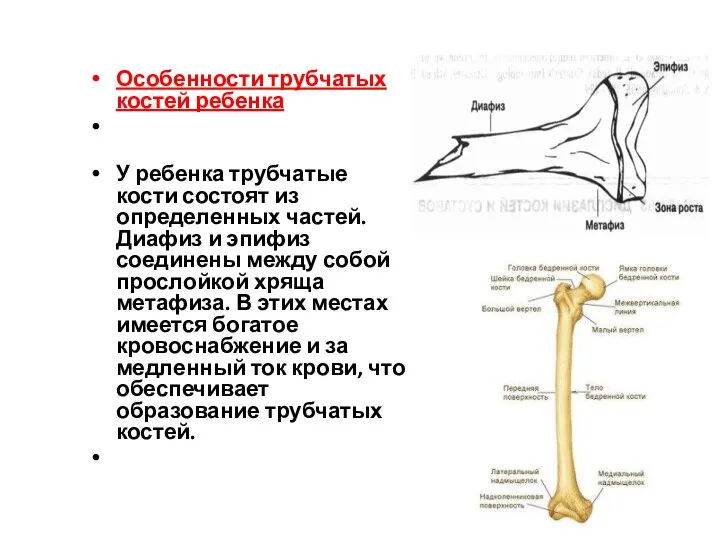 Особенности трубчатых костей ребенка У ребенка трубчатые кости состоят из определенных