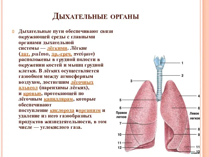 Дыхательные органы Дыхательные пути обеспечивают связи окружающей среды с главными органами