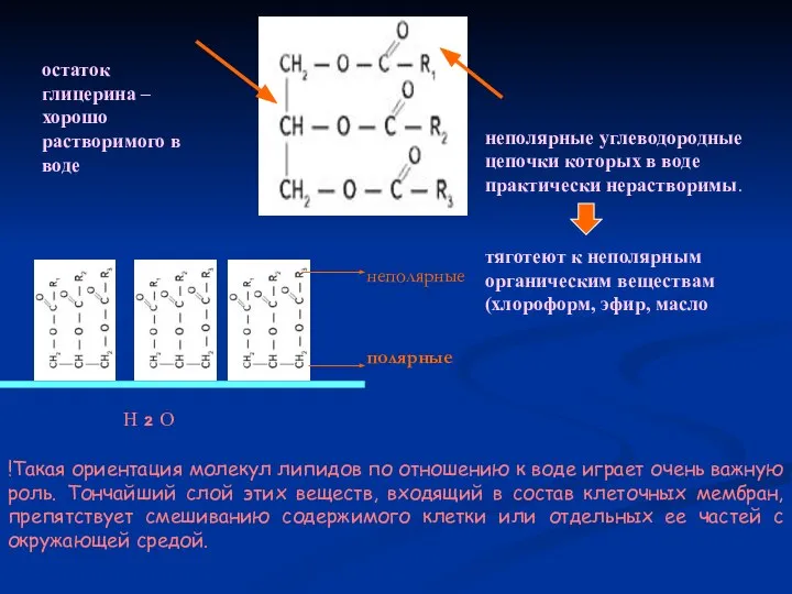 !Такая ориентация молекул липидов по отношению к воде играет очень важную