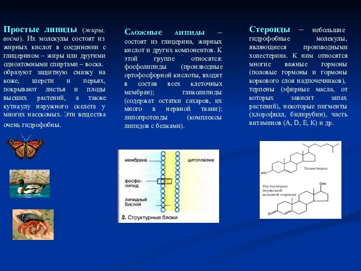 Простые липиды (жиры, воска). Их молекулы состоят из жирных кислот в